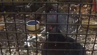 A Visit to Linton Zoo