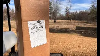 Whitetail hill Chestnuts Spring Update (LRR)