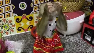 Monkey Baby Nui   What is Nui doing 1 flipped