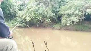 Panen ikan nilem/melem,,Mancing dengan tehnik dasaran
