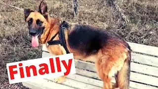 German Shepherd is happy to be Back!