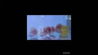 Discus fish wholesaler Pune | best aquarium in Pune