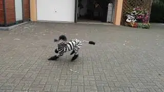 Zebra dog poodle grooming to dye crazy funny dog dyeed dog Safari
