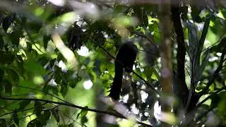 179.Ratchet-tailed Treepie