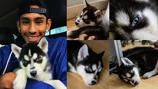 Bringing Home A Husky Puppy Vlog!!