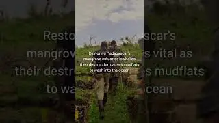 Eden Reforestation Projects | N0CO2 #fornature #edenreforestation #carbonfootprint #zeroemissions