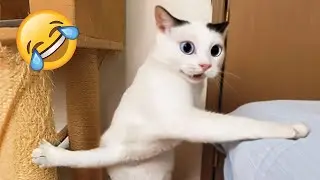 Laugh Out Loud - Funny Animal Moments #45