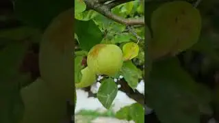 Green Apple ◇ Summer 2022 &bull;4K &bull; From  - S11+