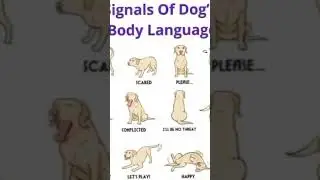Dog body language is how dogs communicate their feelings and intentjdhd heudiwut u sd uutehd heiyeti