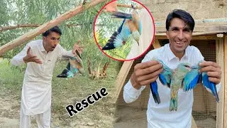 Bohat Nayab Bird Rescue Kr Dia 😍 Exotic Bird rescue
