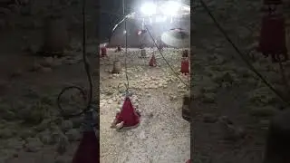 بعض النصائح فيما يخص تربية دجاج اللحم