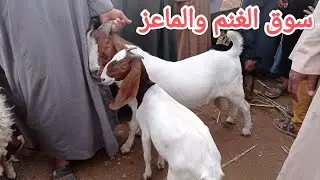 الغنم والماعز من سوق الجمعة بدندرة قنا اجمل اسعار الصعيد 👌👌👌✅✅