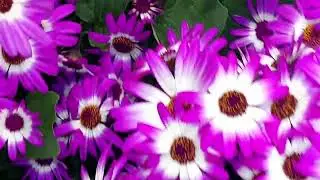 Pericallis hybrida