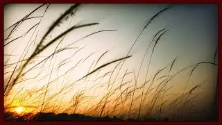 O'Bear - Herbe Folle