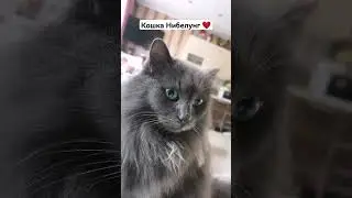 Без кота и жизнь не та / порода Нибелунг ❤️