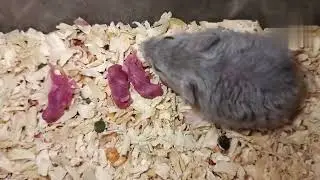 My Campbell dwarf hamster rex Bubbles gave birth🐹✨