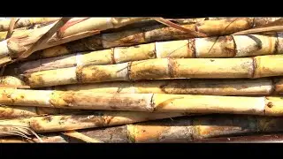 LA GRANJERÍA CRIOLLA - DesCubiertos 2