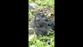 Infant gorilla practices chest beating