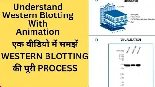 Bsc 5 sem notes |WESTERN BLOTTING STEP BY STEP | WESTERN BLOTTING ANIMATION| #protein