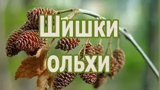Шишки ольхи - рецепт отвара, лечебные и полезные свойства, применение ольховых шишек.