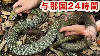 与那国島で24時間本気で生き物採集したら何種類見つかるのか？！