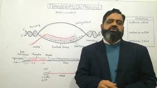 Transcription Urdu /Hindi medium @prof.masoodfuzail | Synthesis of mRNA|Process of Transcription