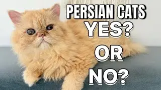 PERSIAN CATS! The good the bad the UGLY! 