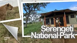 🇹🇿 [AFRICA TRIP]: SERENGETI NATIONAL PARK | TANZANIA | SAFARI HAVEN | MIGRATION CAMP | SAFARI TRIP