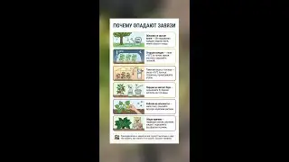 Почему опадают завязи? Простые решения для садоводов