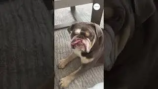 Can't Stop Watching This Dog's Silly Antics! #shorts #funny #dog