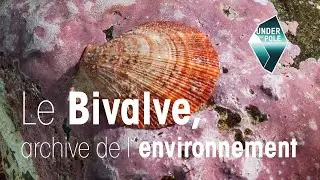 UNDER THE POLE Education • Les Bivalves, archives de l'environnement