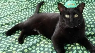 St Patrick's Day Cats Compilation - Kitten Simba, Cats In Hats, Shamrock Toys