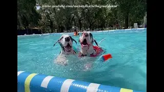 Four Funny Great Dane Pups Enjoy A Swimming Pool Party