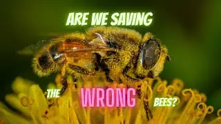 Are we saving the WRONG bees? [What bees we should be saving]