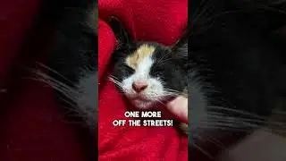 A Spicy Calico Kitten Rescue #shorts