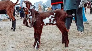 Sahiwal Bakra Mandi ki update top k Betal Breeder Bachy 03124058010 Altaf goat Farm 