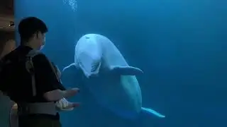 아기와 벨루가🐳💙