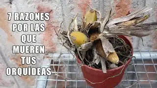 7 Razones por las que MUEREN tus ORQUIDEAS || Orquiplanet