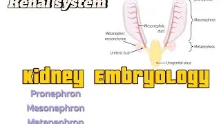 Kidney Embryology|Renal system|USMLE#embryology #usmlestep1