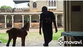 Real Love &hellip;.Rao Ganpat Singh Jodha stud Farm