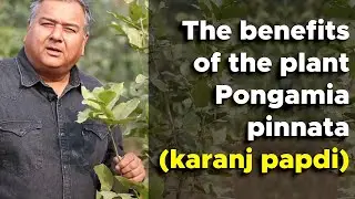 What  are the benefits of the tree Pongamia Pinnata (Karanj Papdi)?