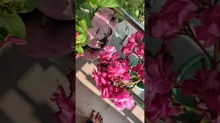 flower's are the best therepy i needed #gardening #flowers #garden #plants #nature
