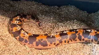 Amara:huge female Kenyan sand boa after feeding #reptiles #animals #pets #sandboa #snake #serpent 