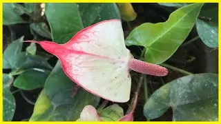 Pocket එකට බරක් නැති packages ගෙනාවා | Anthurium Plants | AlankaraPlants 0711656785