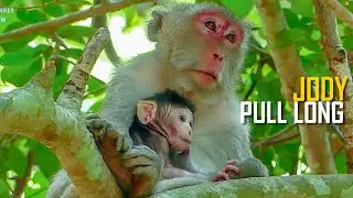 Wow! Newborn Baby Monkey Jody Pull Mum Milk Very Long to Get More Milk, Jody So Clever