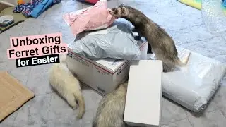 Unboxing Ferret Gifts