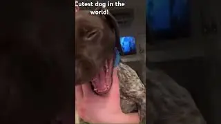 Cutest dog in the world #shorts #puppy #yawning #cute #dog
