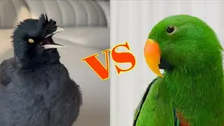 Talking Myna vs Moluccan Eclectus Parrot | talking birds | taking myna | talking parrot