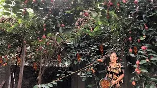 Harvest Bastard Oleaster, Many people do not know this fruit  | mother's life