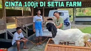 CINTA DI KANDANG MAS HERMAWAN @Setia Farm